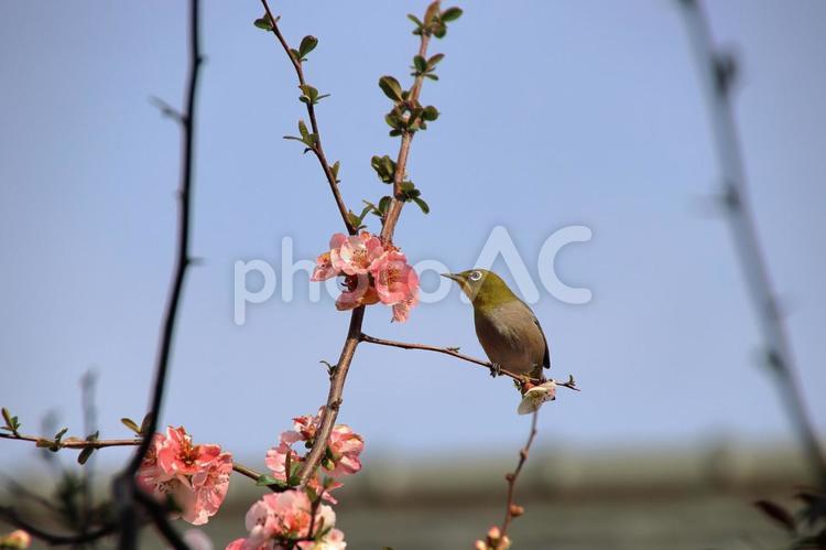 ボケの花のクローズアップとメジロ ボケ,木瓜,花の写真素材