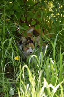 野良猫 野良猫 猫,野良猫,屋外の写真素材