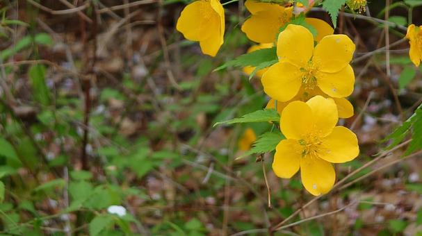 土手の花 土手の花の写真