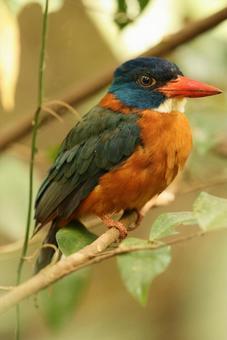 チャバラショウビン チャバラショウビン チャバラショウビン,翡翠,野鳥の写真素材