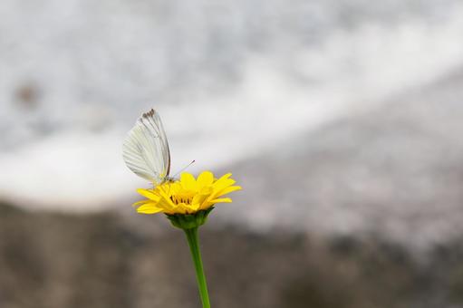 Cabbage White Butterfly ⒀, JPG Cabbage White Butterfly ⒀, JPG