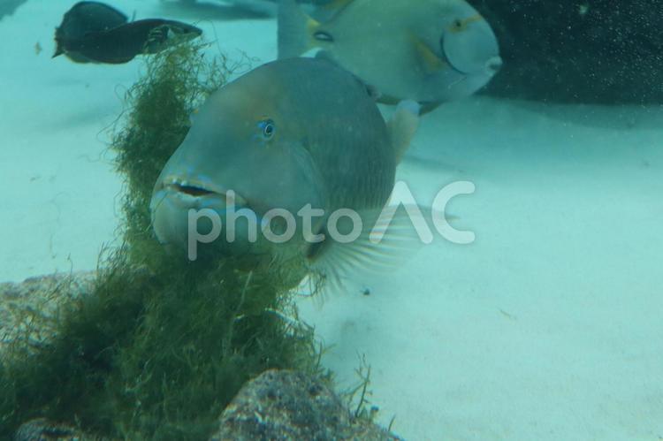 顔を膨らませるシロクラベラ シロクラベラ,ベラ,スズキ目の写真素材