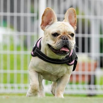 ドッグランのフレンチブルドッグ ドッグランのフレンチブルドッグ 犬,フレンチブルドッグ,フレブルの写真素材