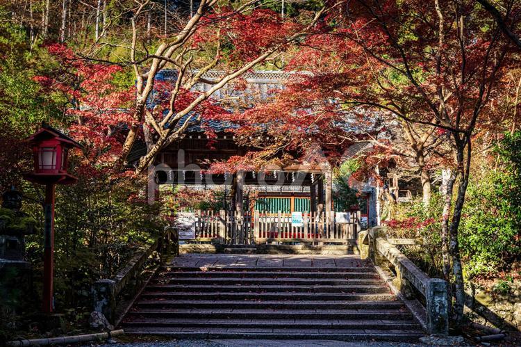 京都　-　【鍬山神社の紅葉】 京都,鍬山神社,紅葉の写真素材
