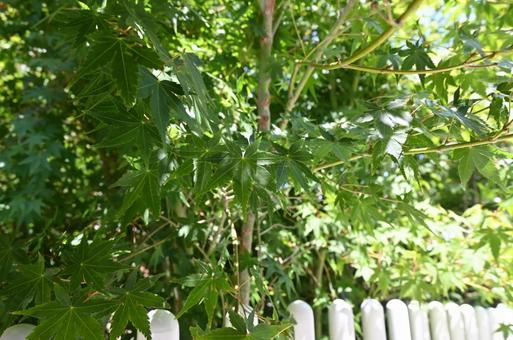 もみじの葉 もみじの葉 もみじ,モミジ,木漏れ日の写真素材
