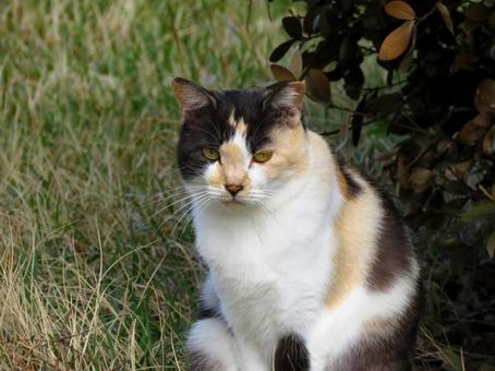 こちらの様子を伺う野良猫 猫,動物,哺乳類の写真素材