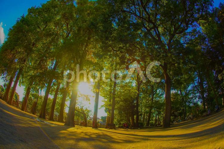 緑溢れる公園の風景 木,道,公園の写真素材