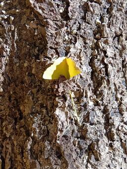 イチョウと木 イチョウ,落ち葉,秋の写真素材