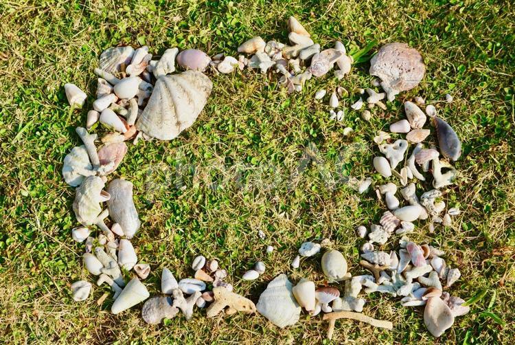 芝の上の貝 四角 ミニ 芝の上の貝 四角 ミニ 海,貝殻,貝の写真素材