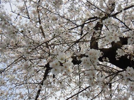 交錯する桜 交錯する桜 桜,植物,ボタニカルの写真素材
