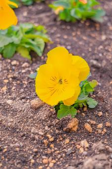 花 花の写真