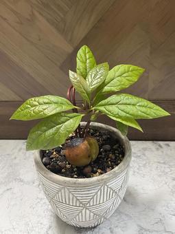 アボカド苗 アボカド,植物,栽培の写真素材