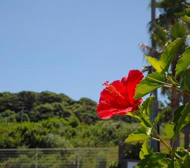 ハイビスカス　イメージ ハイビスカス,植物,花の写真素材