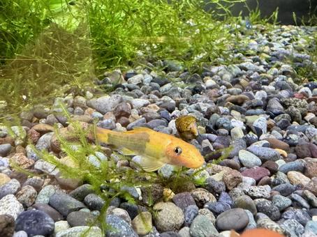 コケを食べるゴールデンアルジーイーター コケを食べるゴールデンアルジーイーター 熱帯魚,ゴールデンアルジーイーター,ネオンテトラの写真素材
