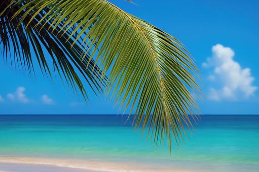 ビーチに揺れる椰子の葉の写真