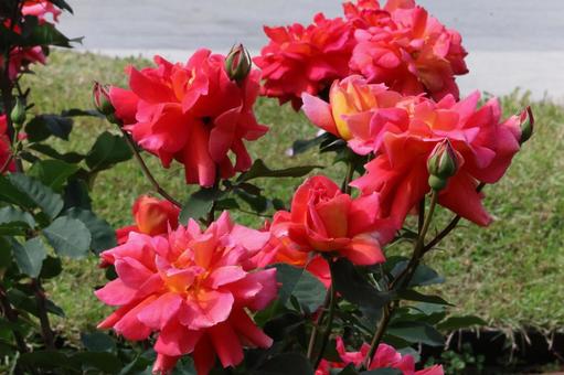 薔薇 薔薇の写真