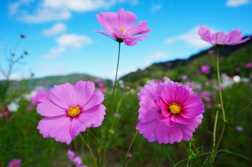 コスモス コスモス コスモス,こすもす,こすもす畑の写真素材