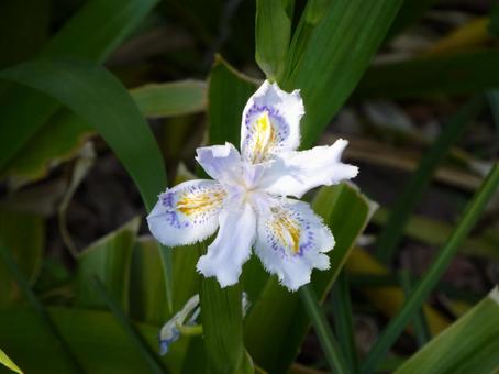 道沿いの草むらで開花したシャガの花 道沿いの草むらで開花したシャガの花の写真