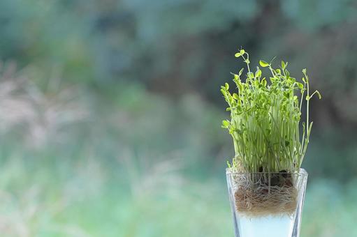 植物を育てる エコ,プラント,植物の写真素材