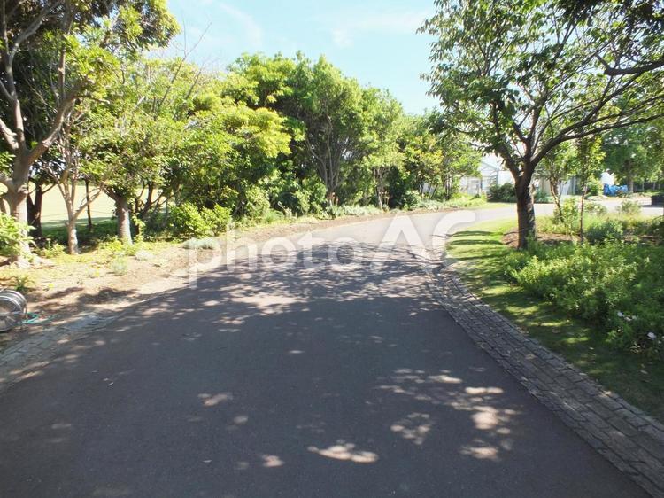 初夏の木漏れ日 木漏れ日,木陰,日陰の写真素材
