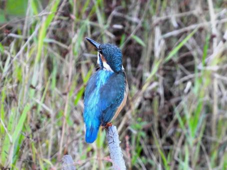 草地の枯れ枝の上から見上げるカワセミの写真