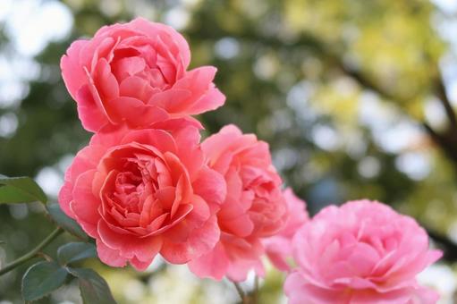 rose pink rose pink flower, JPG