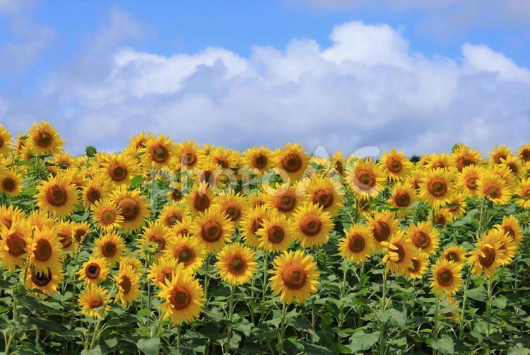 たくさんのひまわりの花　やや近影　雲あり ひまわり,北竜町,北海道の写真素材