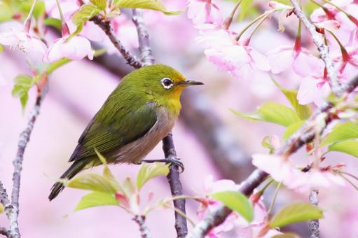 満開の河津桜の枝にとまるメジロ 桜,メジロ,春の写真素材