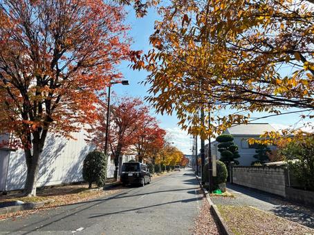 紅葉している町並み 紅葉,木,樹木の写真素材