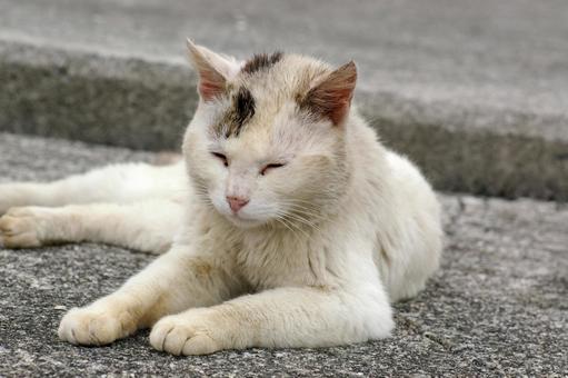 ウトウトする港の大きな白キジ猫 ウトウトする港の大きな白キジ猫 ネコ,白キジ猫,ノラ猫の写真素材