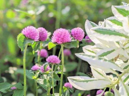 日差しの中にあるピンクの花 日差しの中にあるピンクの花の写真
