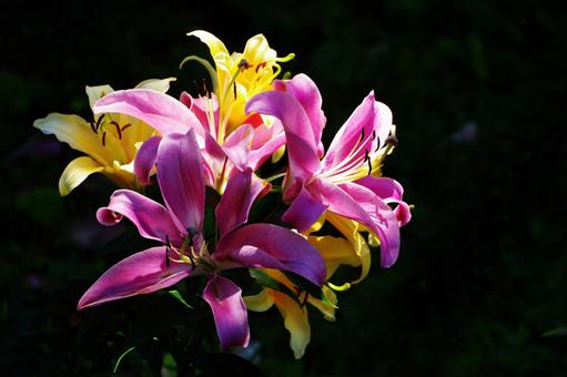 鮮やかな花 鮮やかな花 花,植物,素材の写真素材