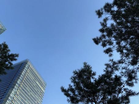 青空と高層ビルと木 大阪,高層ビル,ビルの写真素材