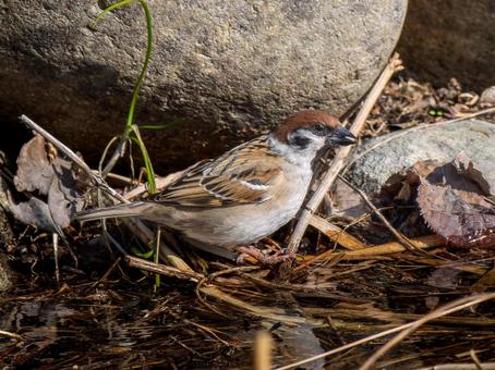 枝にとまるスズメ 枝にとまるスズメ スズメ,雀,鳥の写真素材