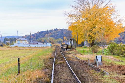 銀杏 銀杏,紅葉,秋の写真素材