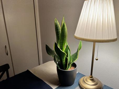 ランプと観葉植物 ランプ,観葉植物,ライトの写真素材