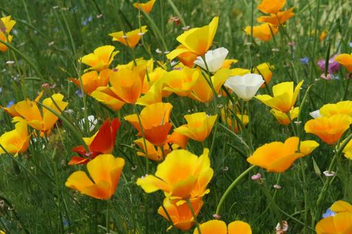 ハナビシソウ　咲く風景 ハナビシソウ,鮮やかな,オレンジ色の写真素材