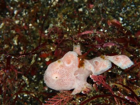 イロカエルアンコウの幼魚の写真