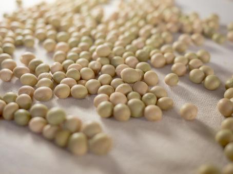 大豆 まめ 大豆,まめ,野菜の写真素材