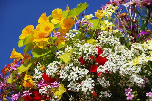 鮮やかな花 鮮やかな花の写真