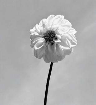 モノクロのダリア モノクロのダリア 花,モノクロ,フラワーの写真素材