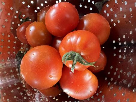 トマト とまと トマト とまと トマト,とまと,野菜の写真素材