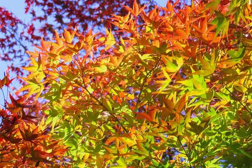 鮮やかでカラフルなもみじの紅葉 紅葉,秋,もみじの写真素材