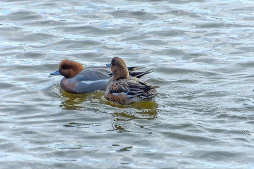 仲良く泳ぐヒドリガモのつがい 仲良く泳ぐヒドリガモのつがい ヒドリガモ,鳥,野鳥の写真素材