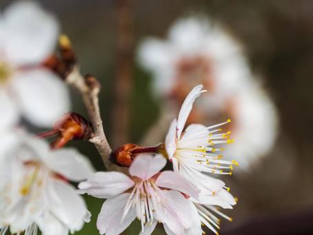 桜が咲いた 桜が咲いたの写真