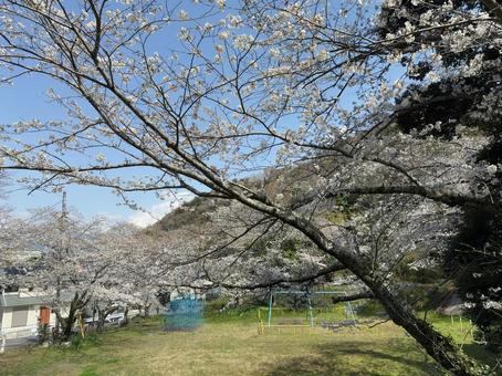 桜 桜の写真