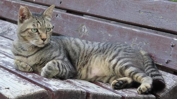 ベンチの上でさりげなく肉球を見せる猫様 猫,キジトラ,寝転ぶの写真素材