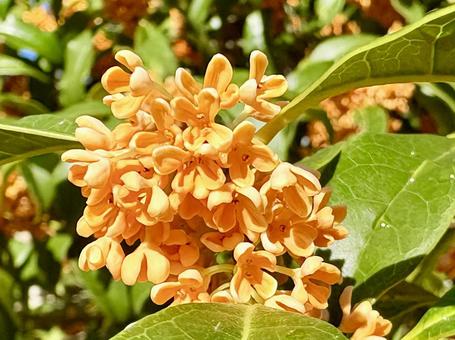 金木犀 金木犀,花,植物の写真素材
