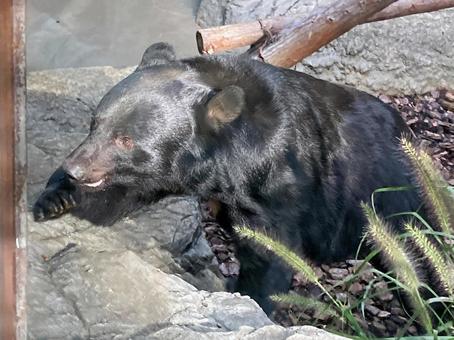 ツキノワグマ ツキノワグマ,ニホンツキノワグマ,夜行性の写真素材
