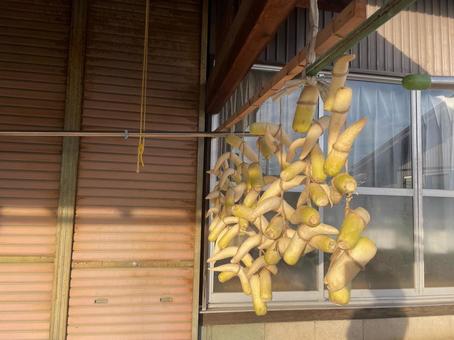 屋外で天日干ししている大根 大根,天日干し,たくあんの写真素材